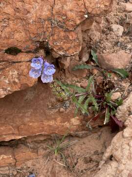 Image of southwestern beardtongue