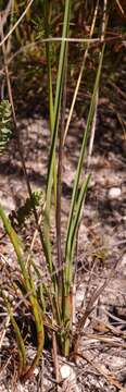 Image of Chlorophytum rigidum Kunth