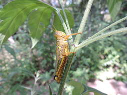 Sivun Melanoplus differentialis (Thomas & C. 1865) kuva