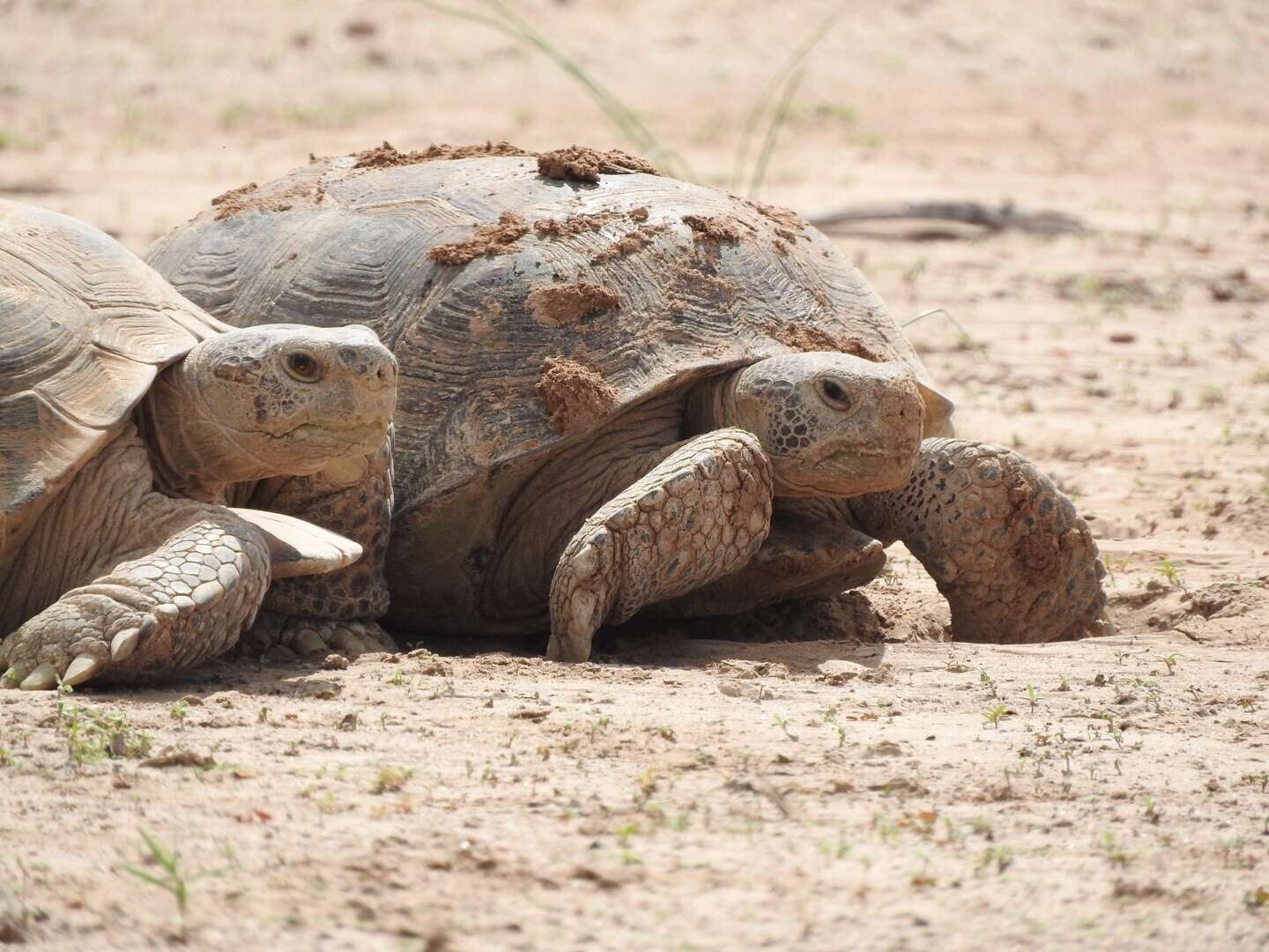 Plancia ëd Gopherus flavomarginatus Legler 1959