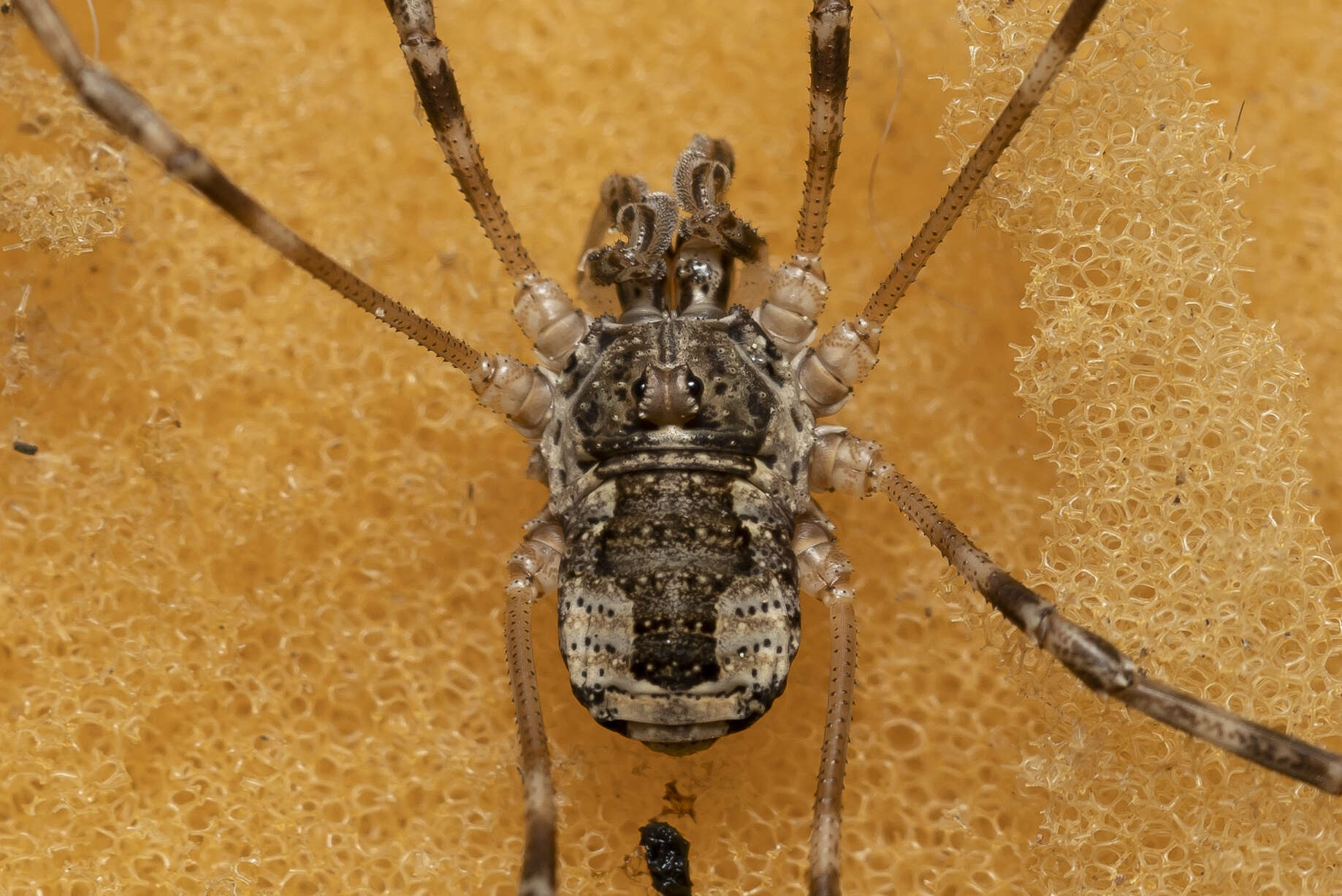 Image of <i>Metaplatybunus rhodiensis</i>