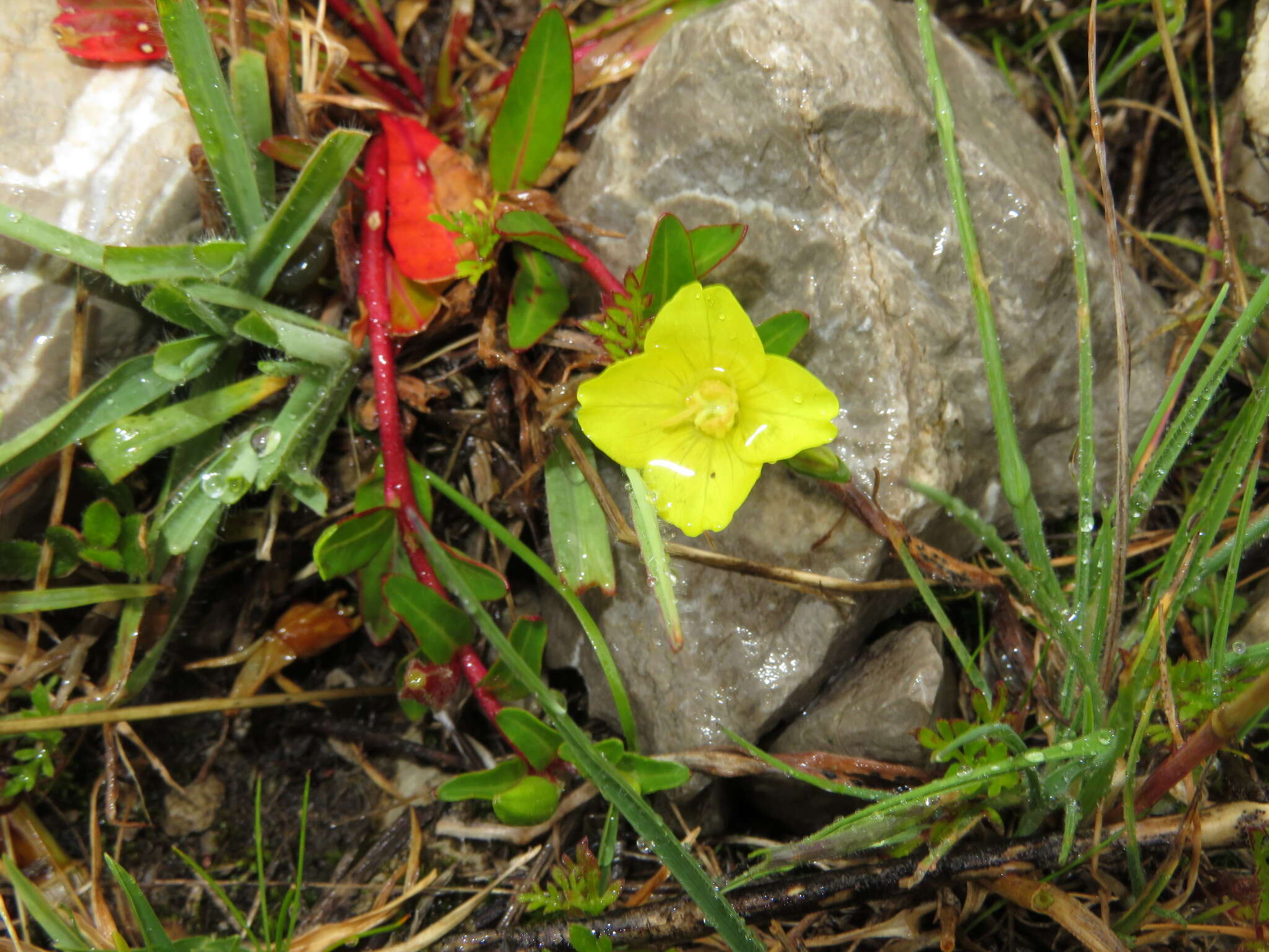 Sivun Oenothera multicaulis Ruiz & Pav. kuva