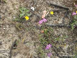 صورة Silene scabriflora Brot.