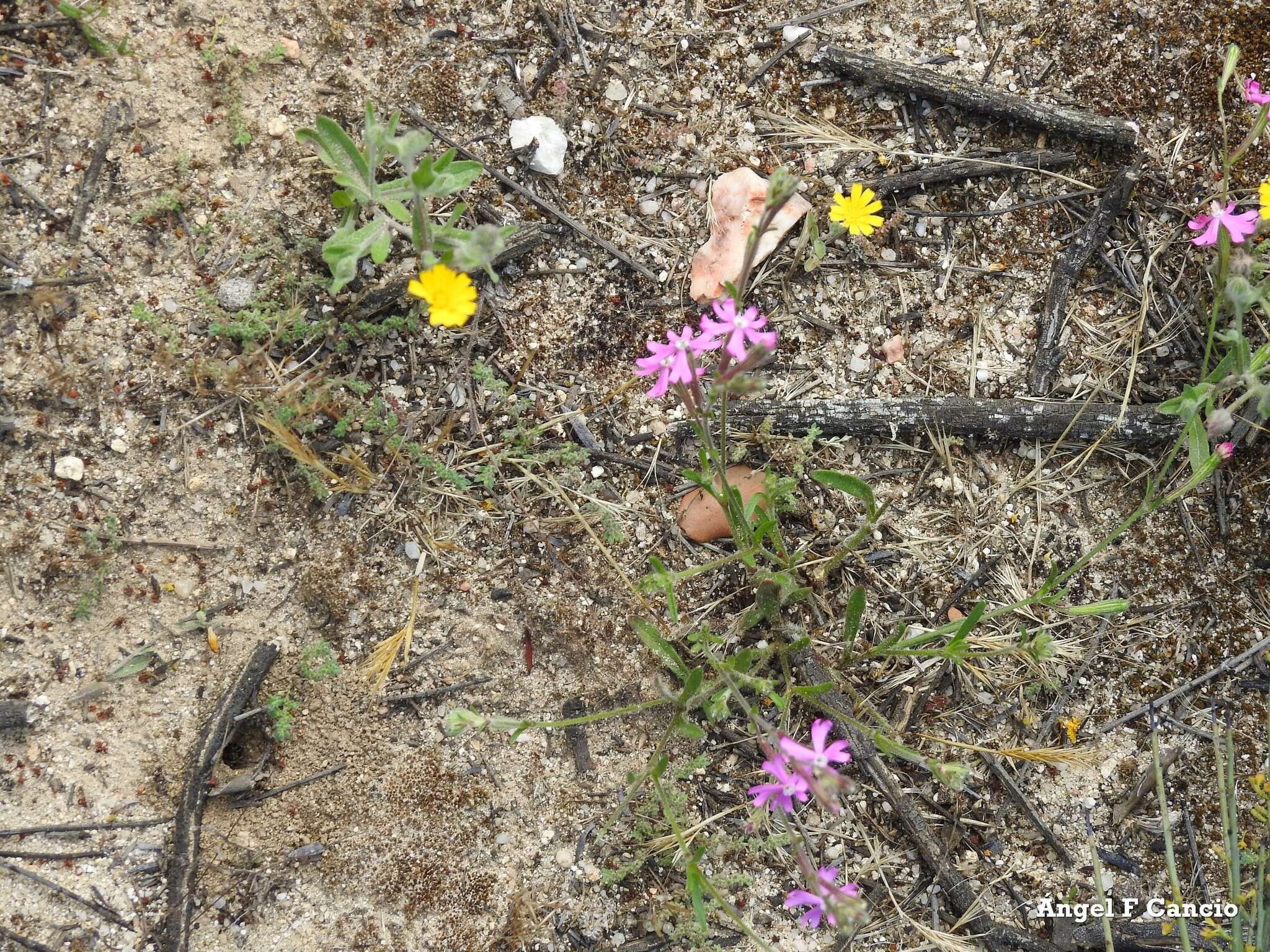 صورة Silene scabriflora Brot.