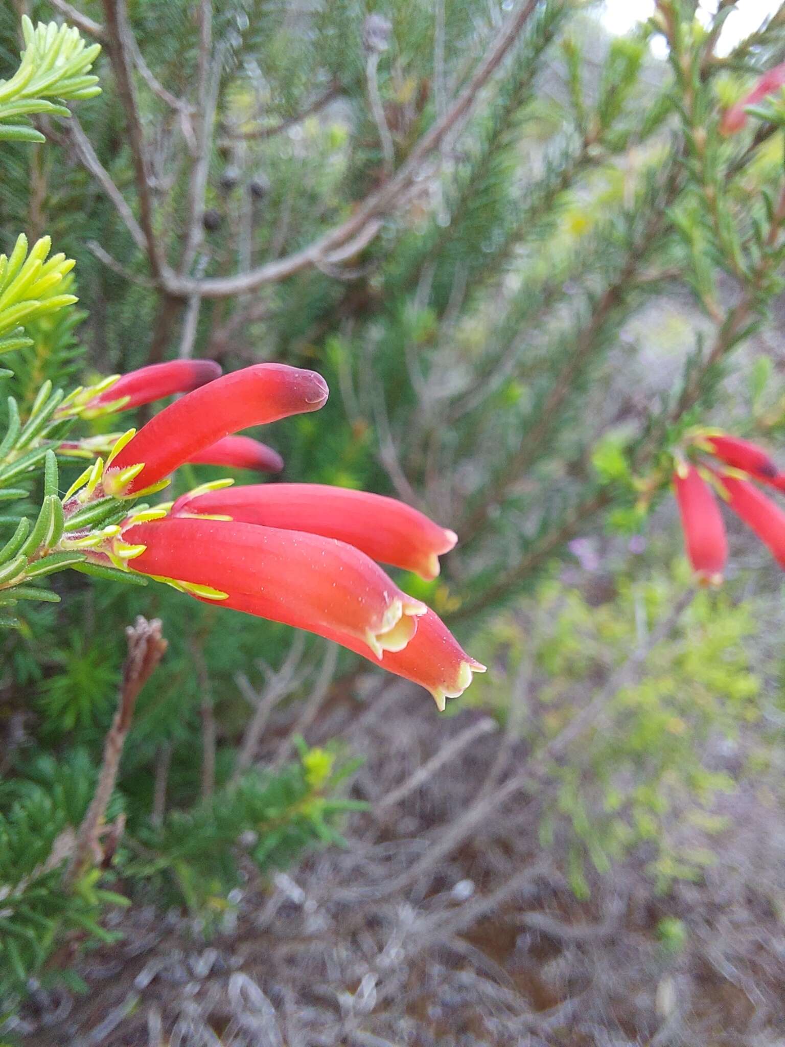 Imagem de Erica chloroloma Lindl.