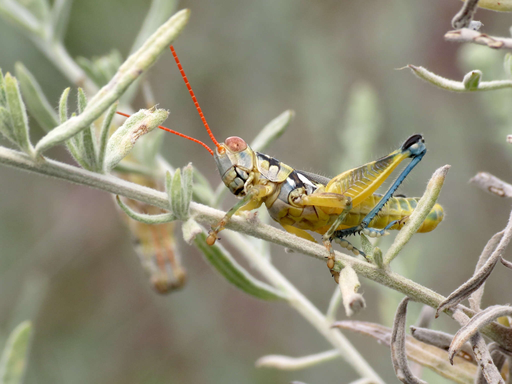 Melanoplus aridus (Scudder & S. H. 1878)的圖片