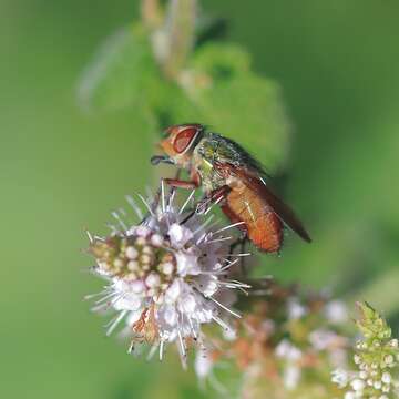 Rhyncomya felina (Fabricius 1794)的圖片