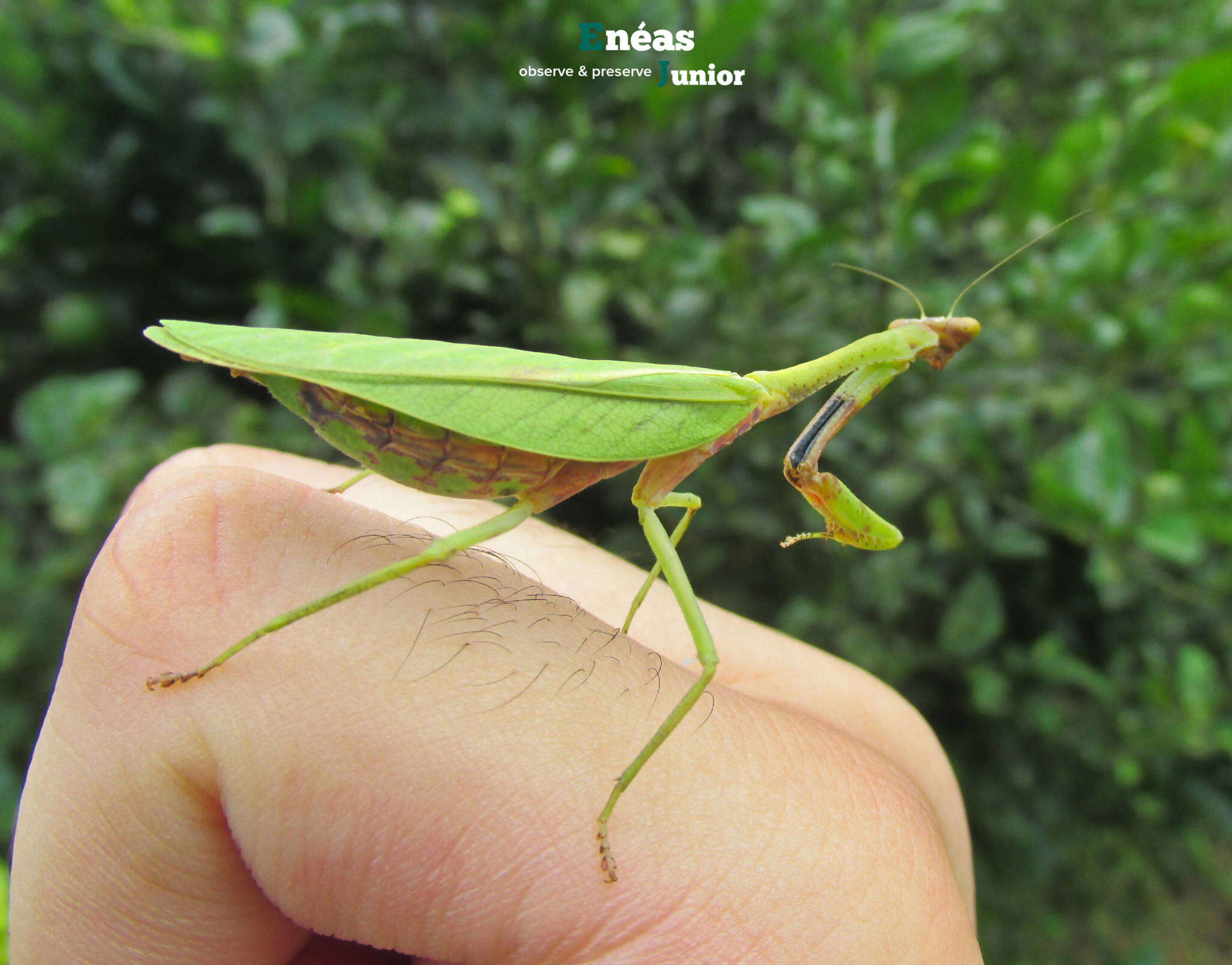 Parastagmatoptera unipunctata Burmeister 1838 resmi