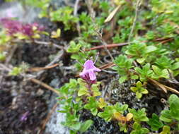 Image of Thymus glabricaulis