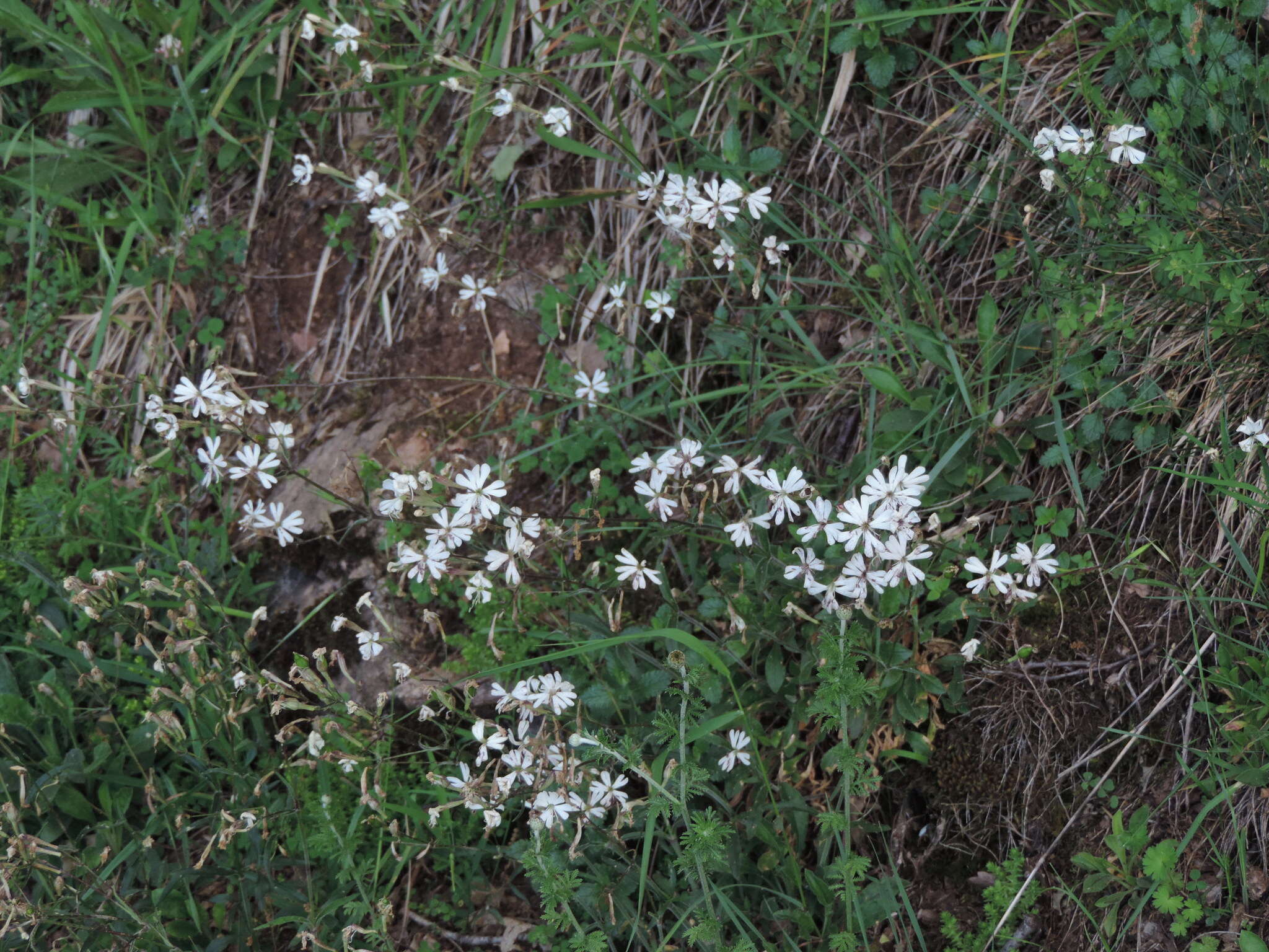 Image of Italian catchfly