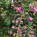 Image of Pink Cascade