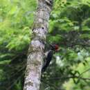 Sivun Dryocopus lineatus erythrops (Valenciennes 1826) kuva