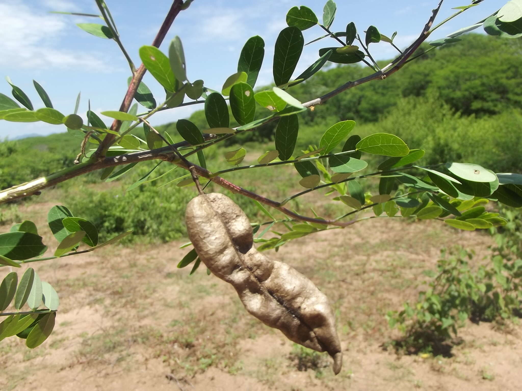 Plancia ëd Diphysa occidentalis Rose