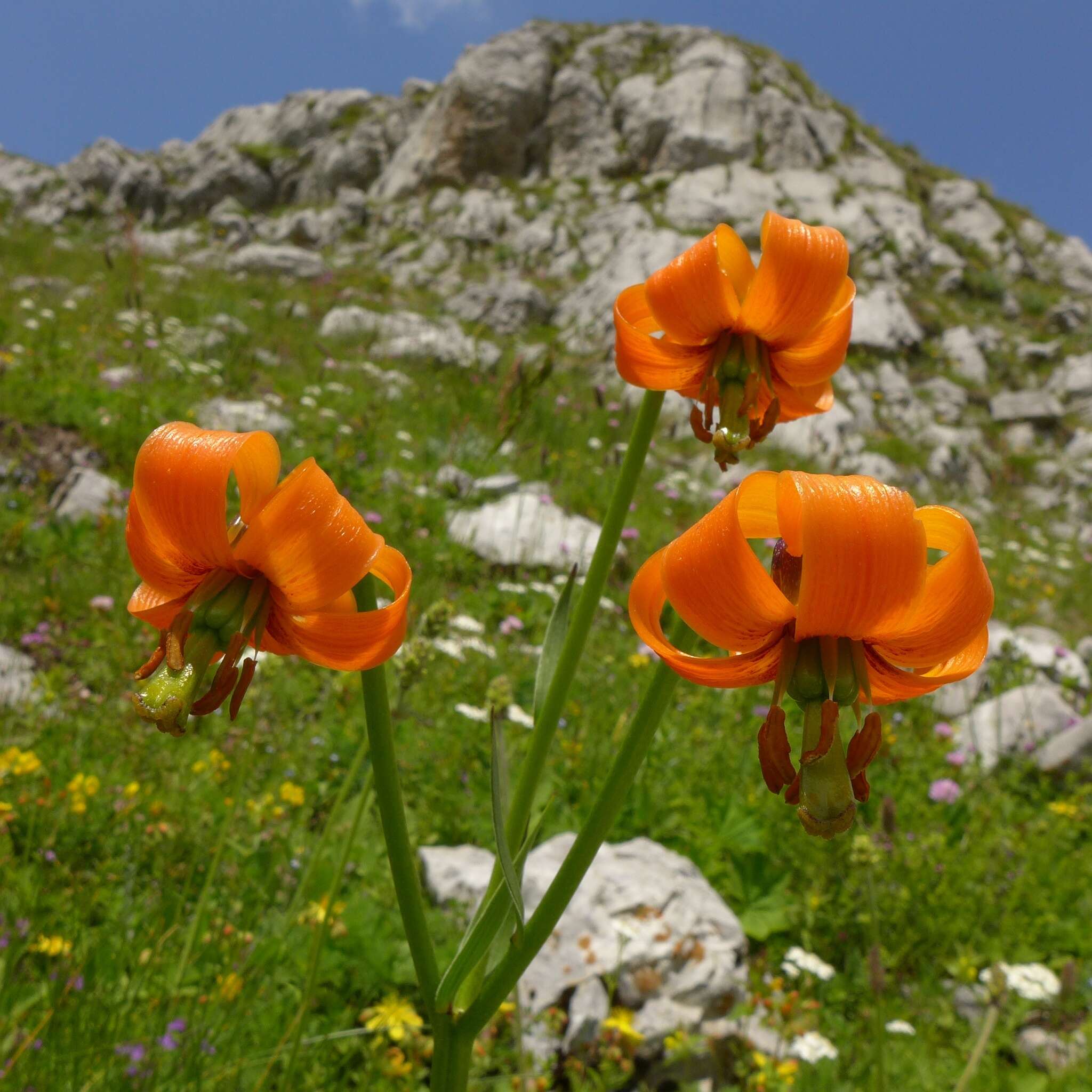 Image of Lilium albanicum Griseb.