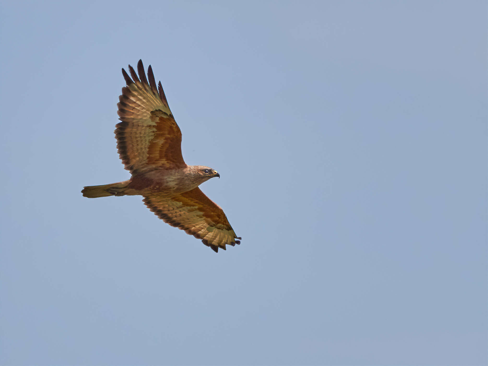 Image of Buteo buteo menetriesi Bogdanov 1879