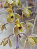 Image of Snake orchid