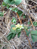 Imagem de Lonicera caerulea var. cauriana (Fern.) Boivin