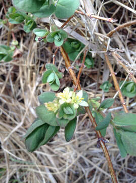 Image de Lonicera caerulea var. cauriana (Fern.) Boivin