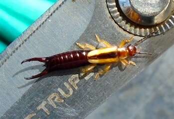 Image of Lined Earwig