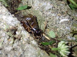 Image of Cricket