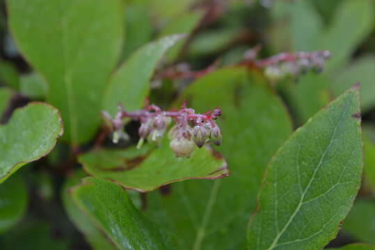 Imagem de Leucothoe grayana Maxim.