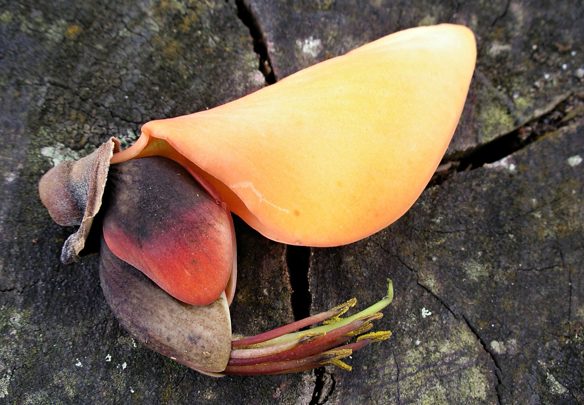 صورة Erythrina fusca Lour.