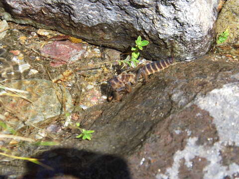 Image of Mountain Giant Dragonfly