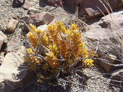 Image of Astroloba spiralis (L.) Uitewaal