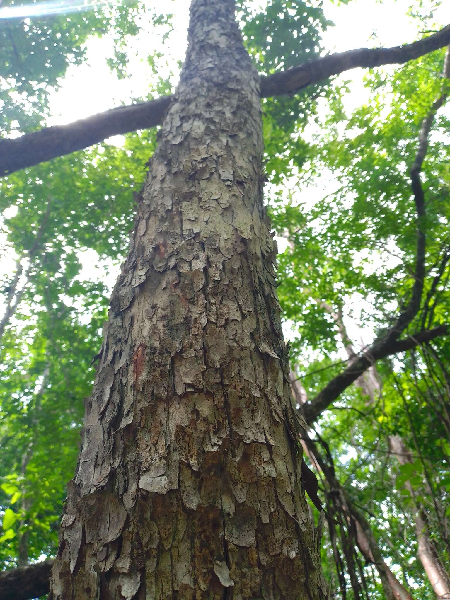 Plancia ëd Thouinia canescens var. paucidentata (Radlk.) Votava