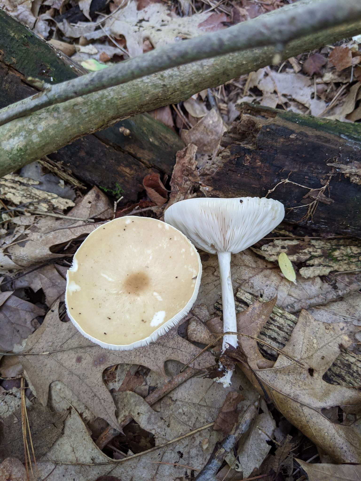 Image de Collybia alboflavida (Peck) Kauffman 1923