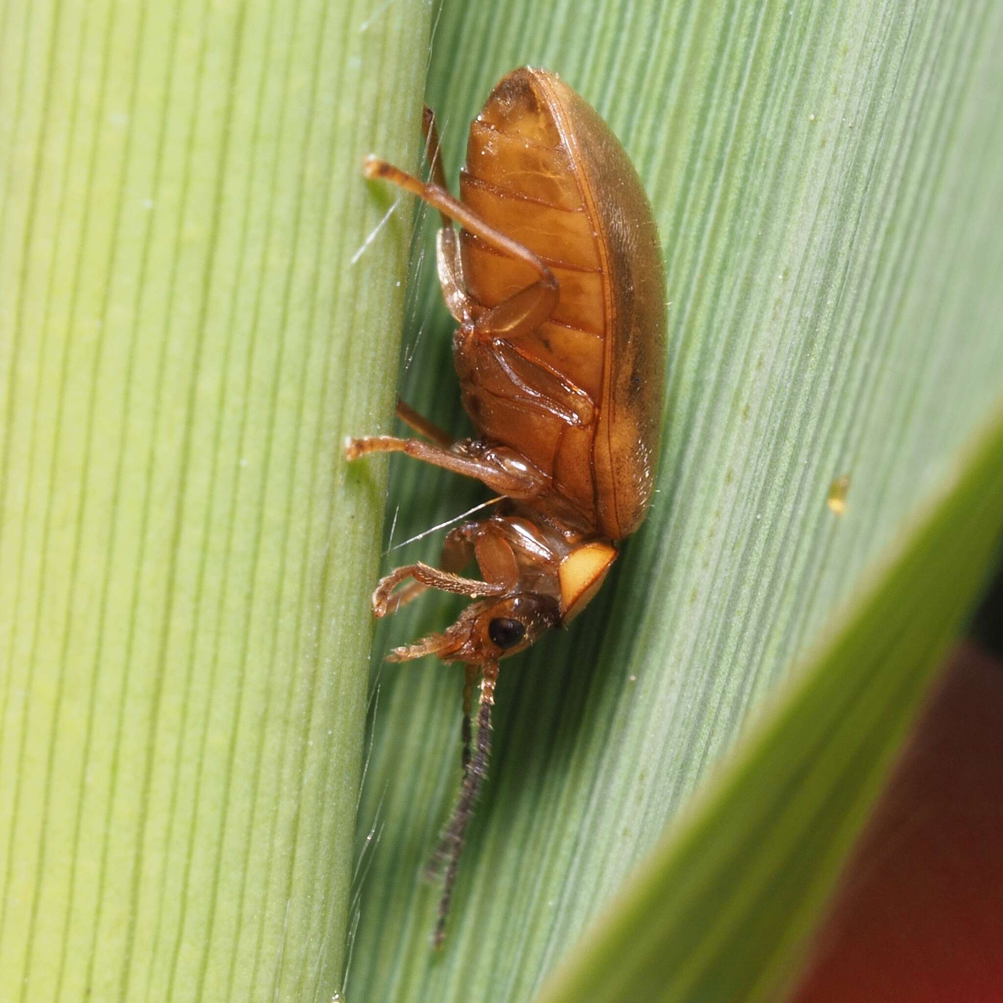 Image of Microcara testacea (Linnaeus 1767)