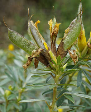 Image of Cytisus austriacus L.