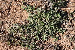 Image of Mesembryanthemum haeckelianum Berger