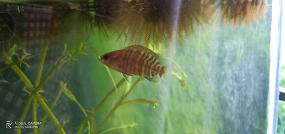 Image of Badis