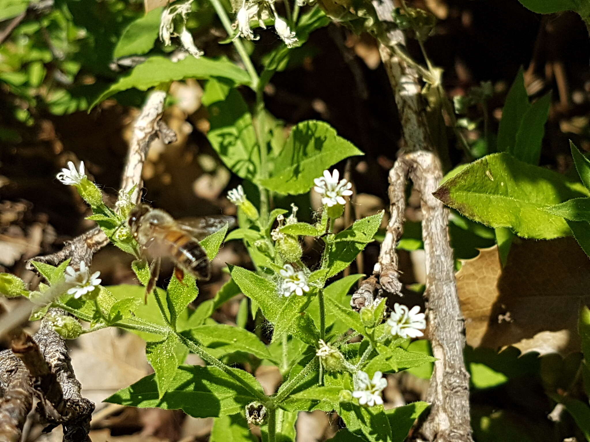 Image of Menzies' campion