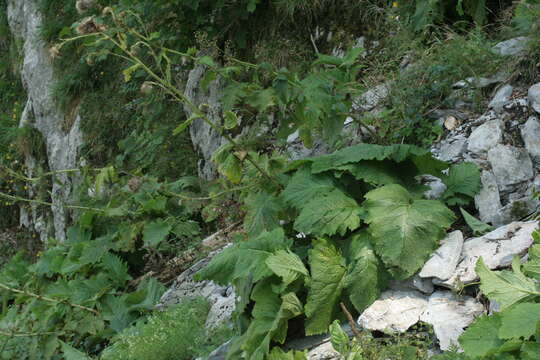 Image of Cirsium carniolicum Scop.