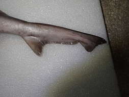 Image of Pacific spadenose shark