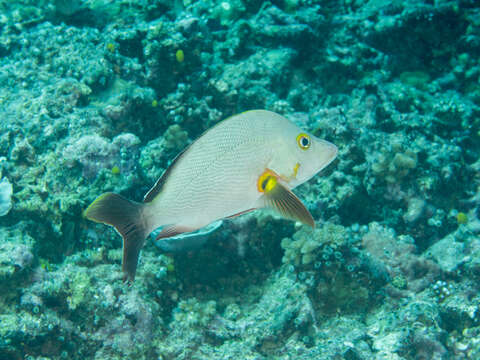 Image of Humpback red snapper