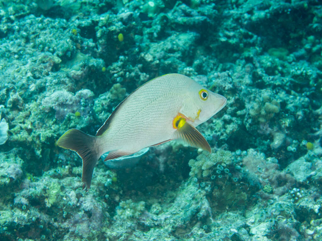 Image of Humpback red snapper