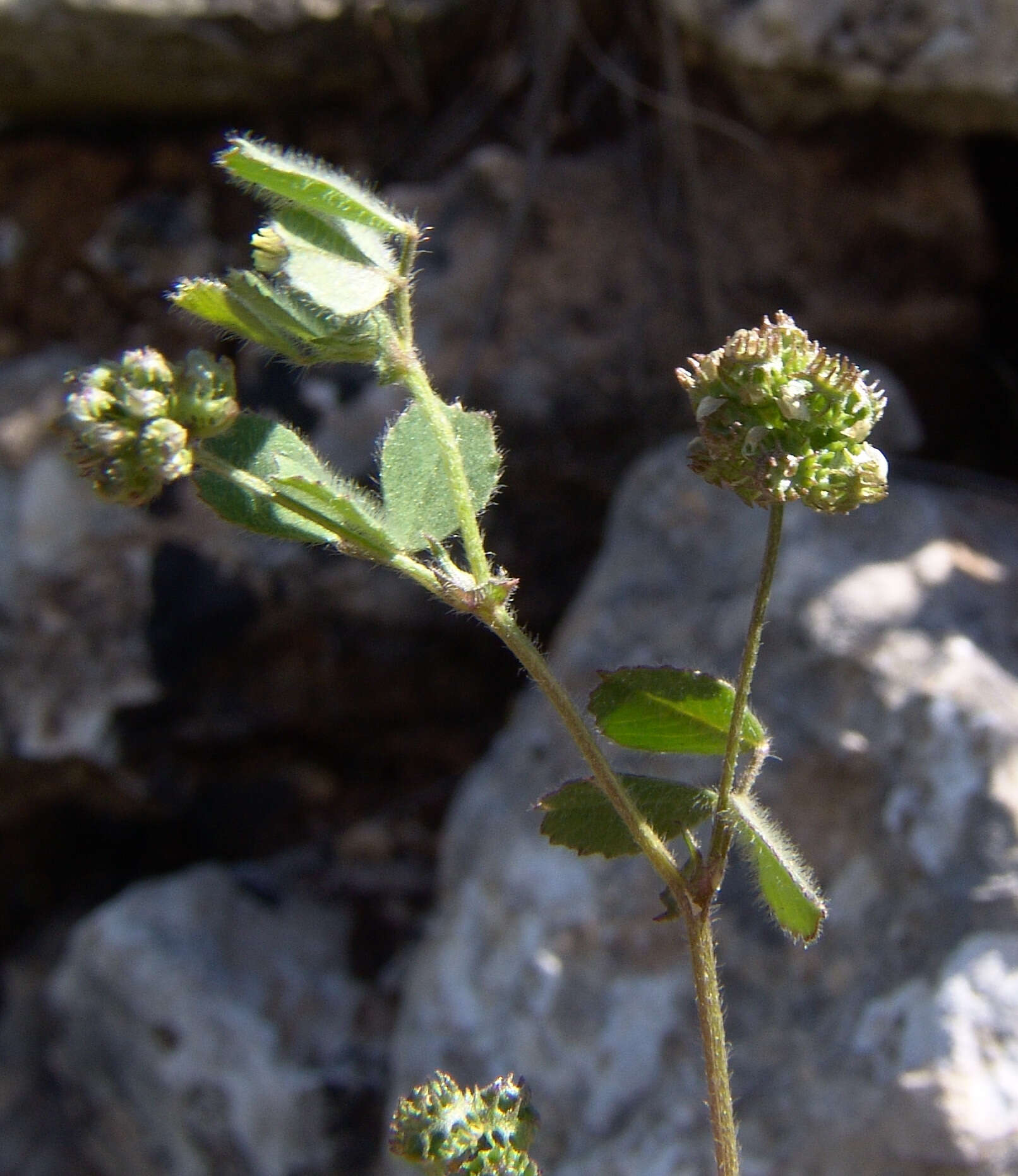 Слика од Medicago coronata (L.) Bartal.