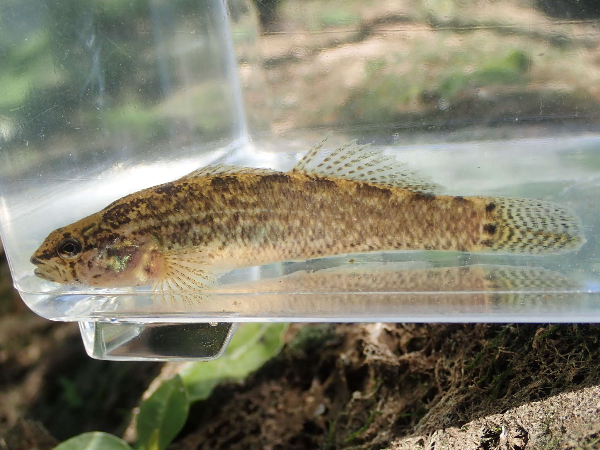 Image of Spottail darter