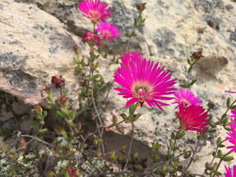 Image of Drosanthemum edwardsiae L. Bol.