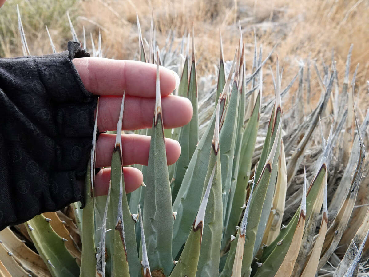 Image of Utah agave