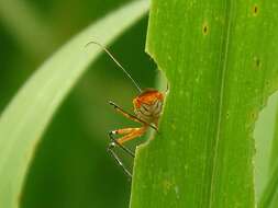 Cosmolestes pictus (Klug 1830) resmi