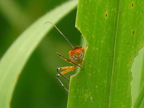 Cosmolestes pictus (Klug 1830) resmi