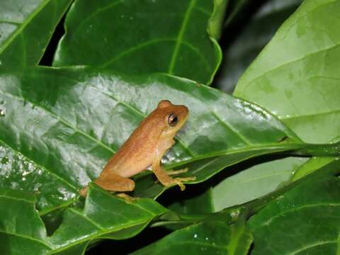 Image de Raorchestes luteolus (Kuramoto & Joshy 2003)