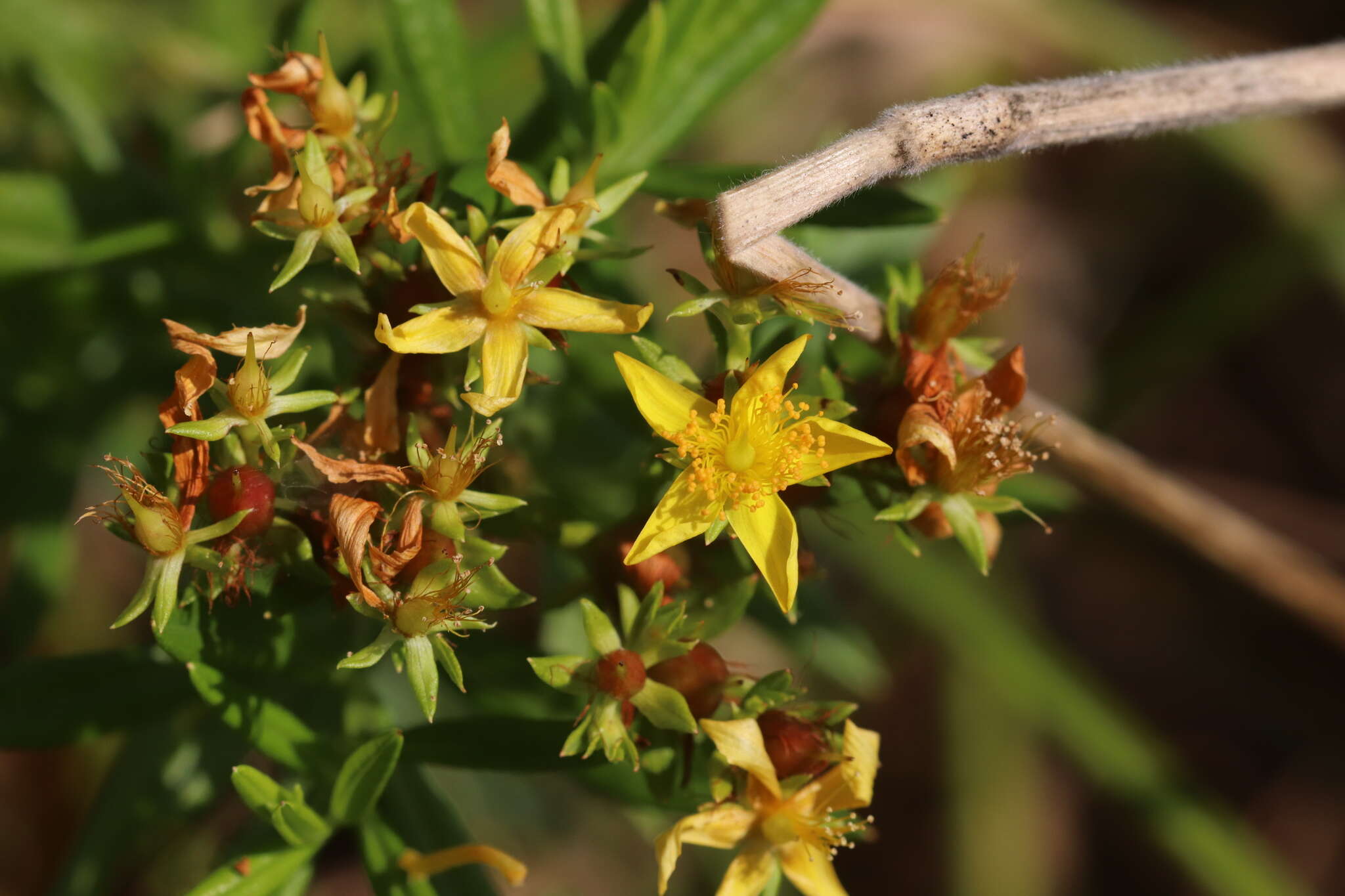 Sivun Hypericum adpressum W. C. P. Barton kuva