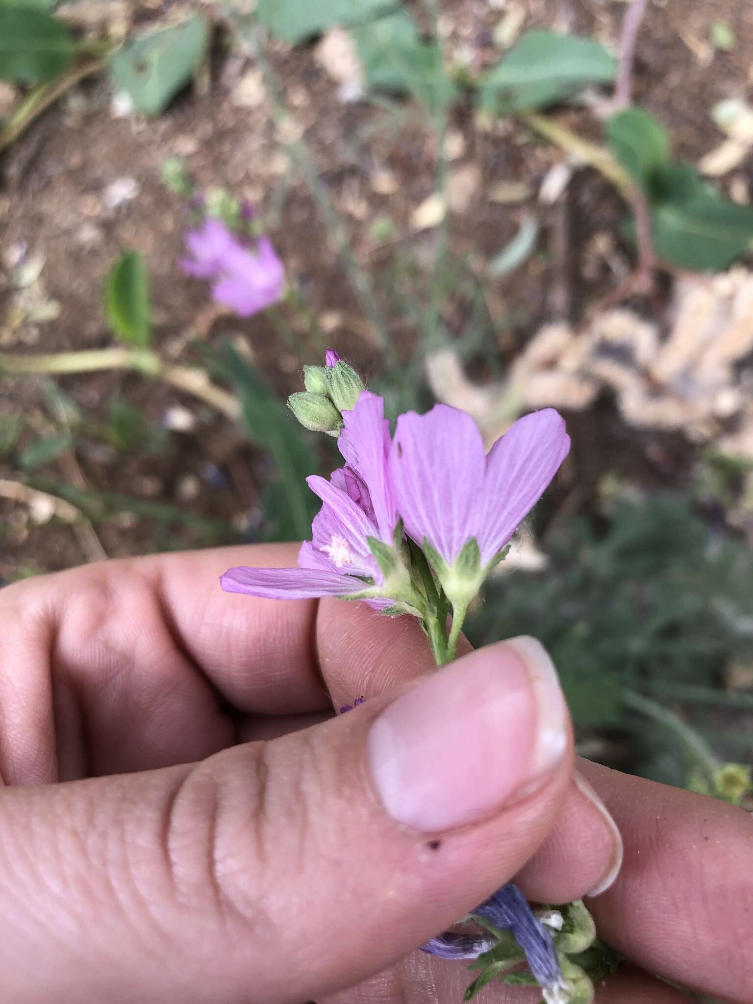 Image of Owens Valley sidalcea