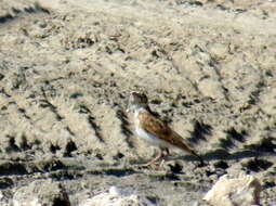 Image of Stark's Lark