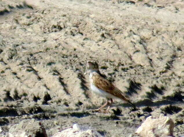 Image of Stark's Lark